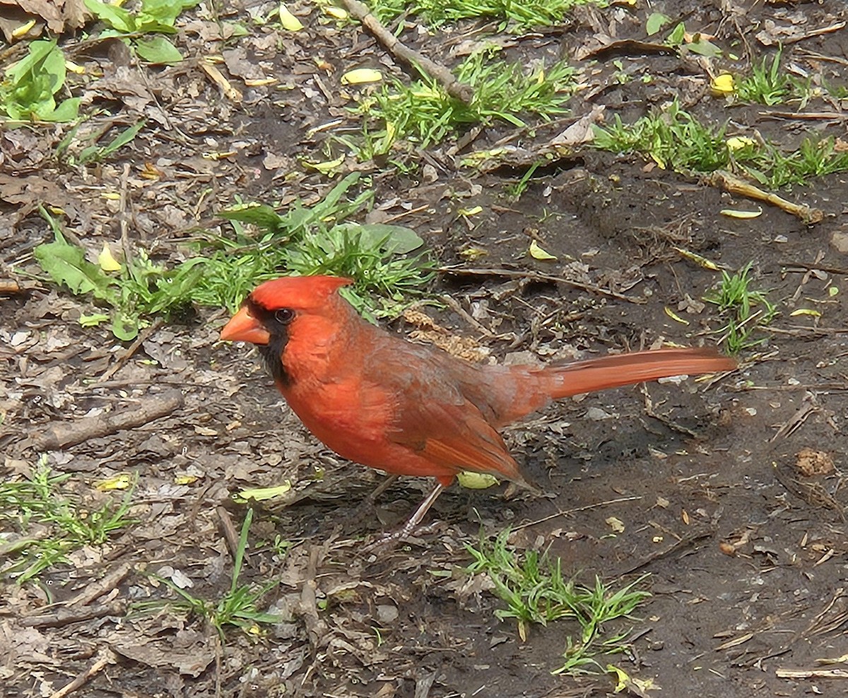 Northern Cardinal - Stephanie Gilbert