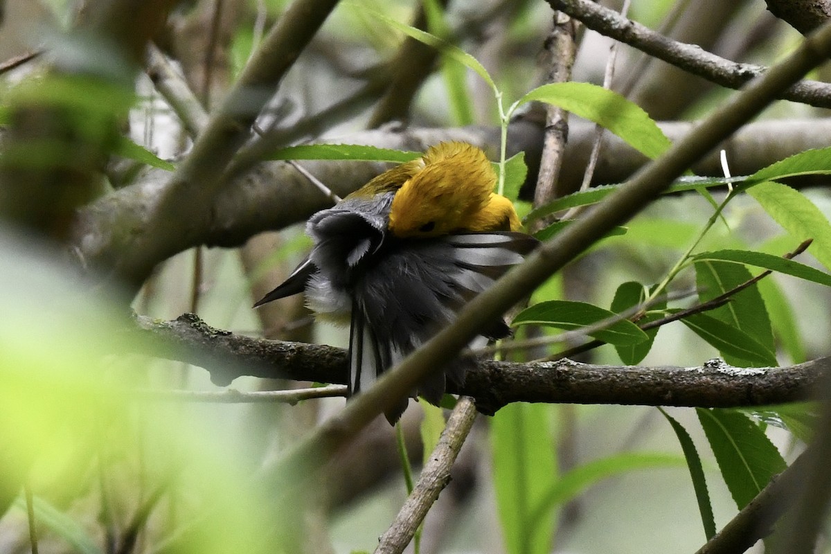 Prothonotary Warbler - Stephen Broker