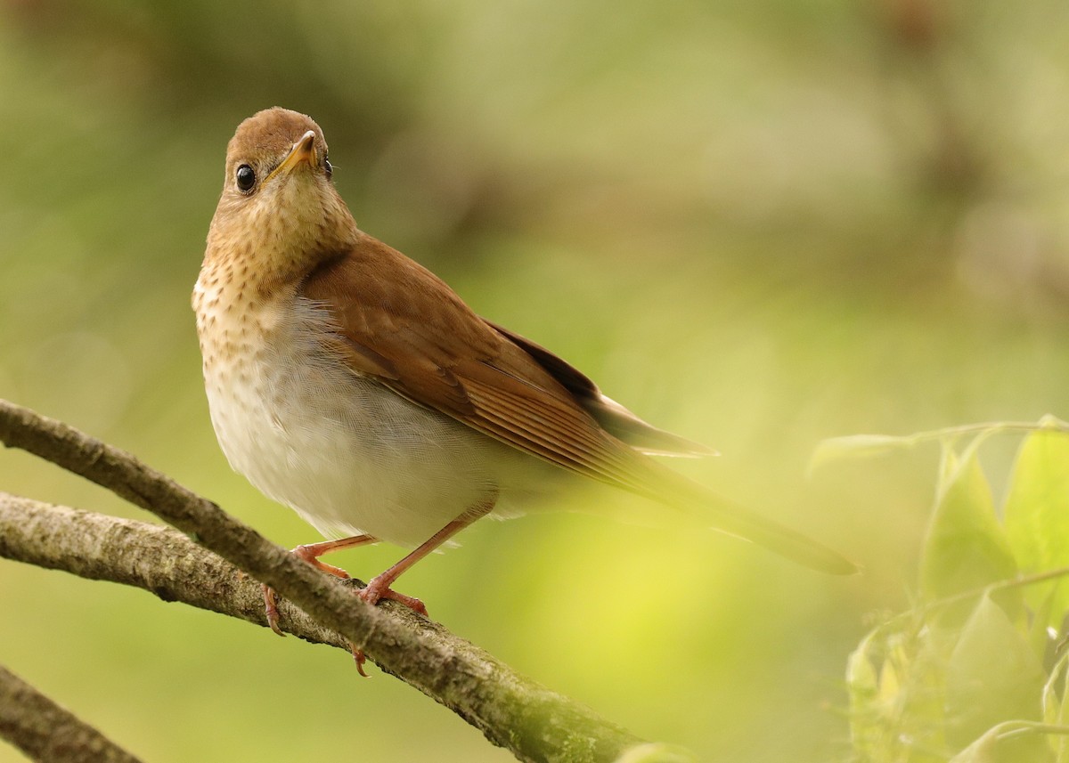 Veery - Claude Allard