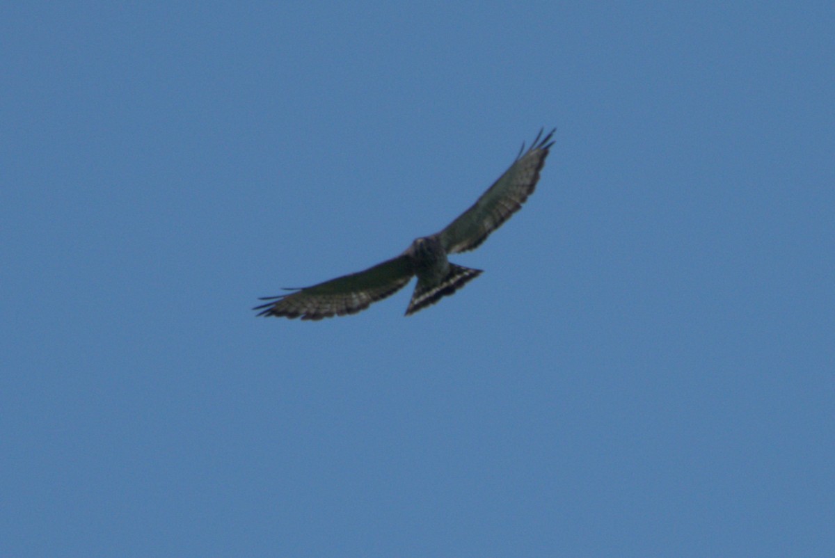 Broad-winged Hawk - Julie Perry