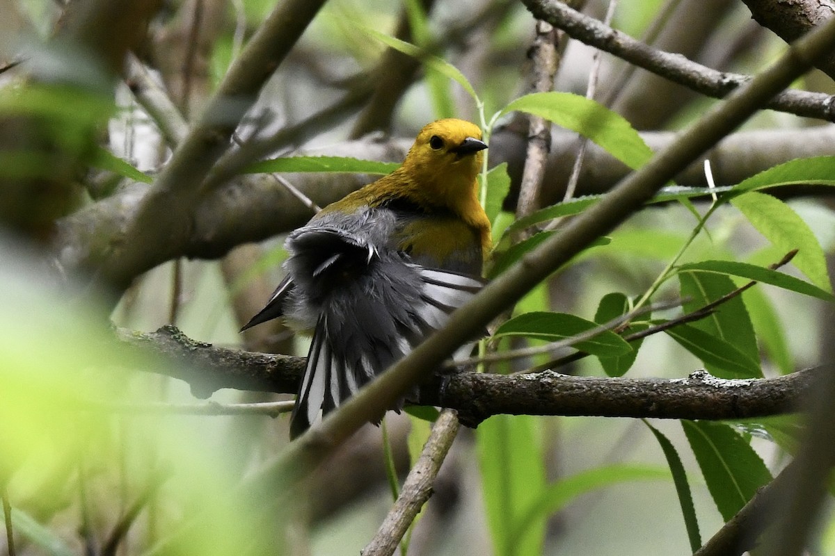 Prothonotary Warbler - Stephen Broker
