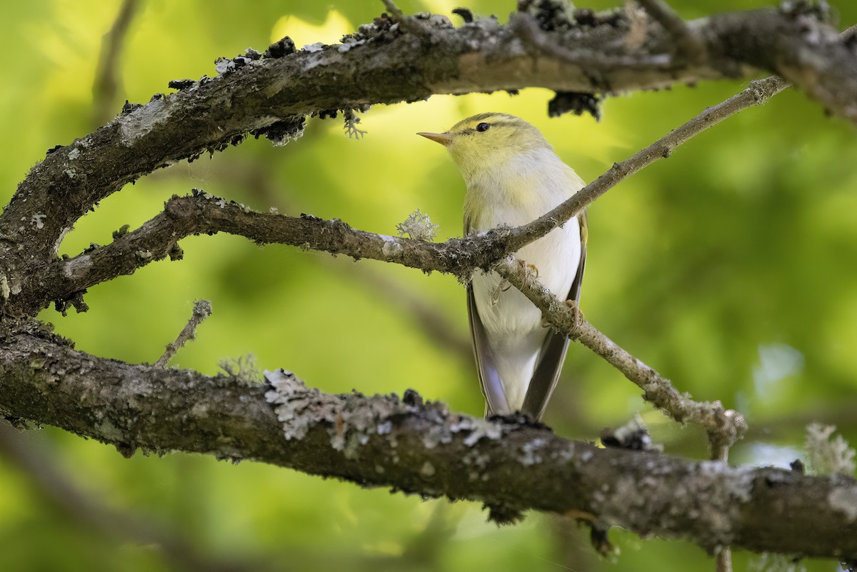 Wood Warbler - Delfin Gonzalez