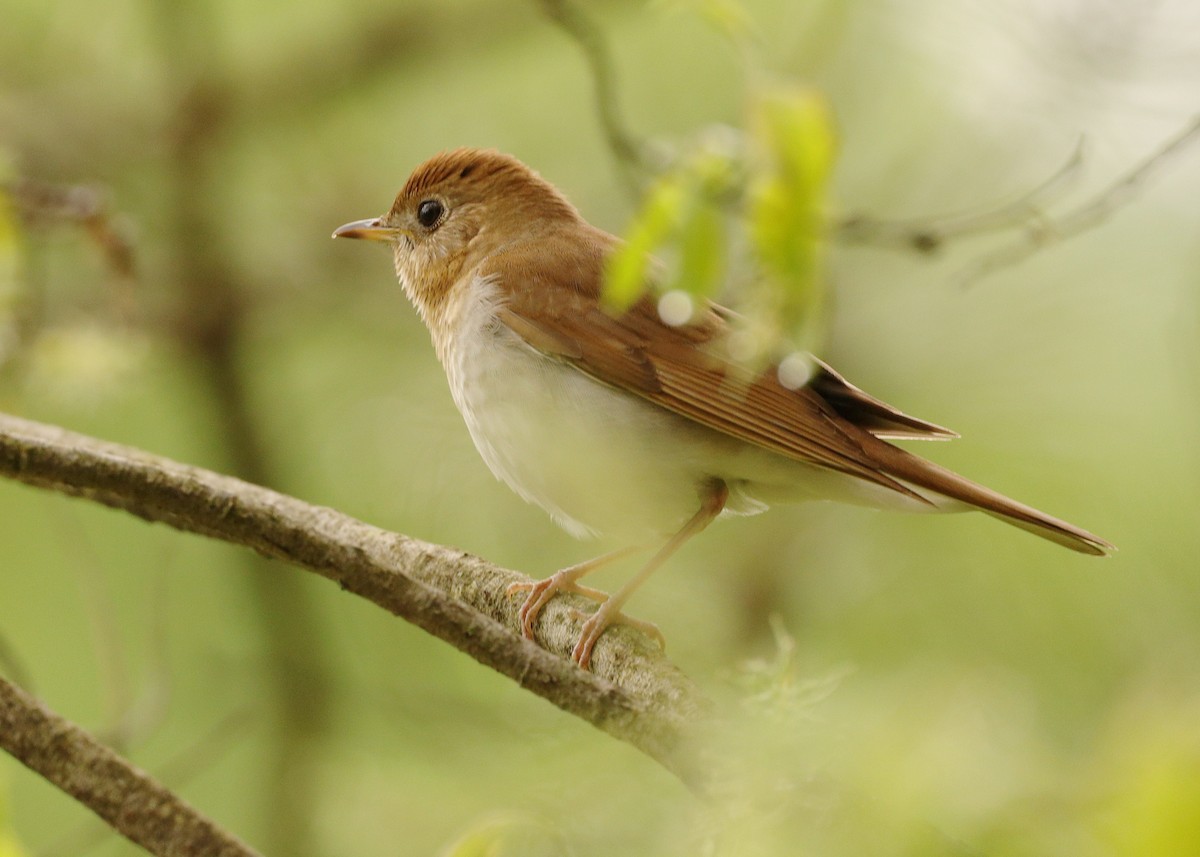 Veery - Claude Allard