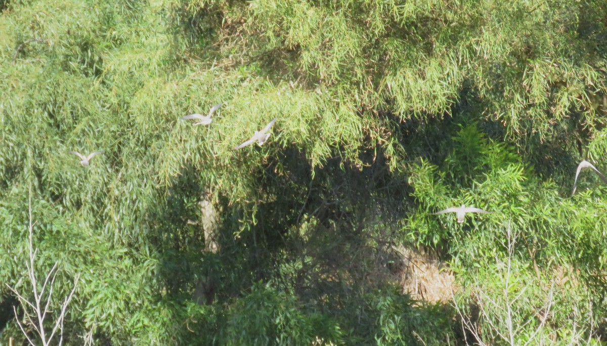 European Turtle-Dove - Miguel  Berkemeier