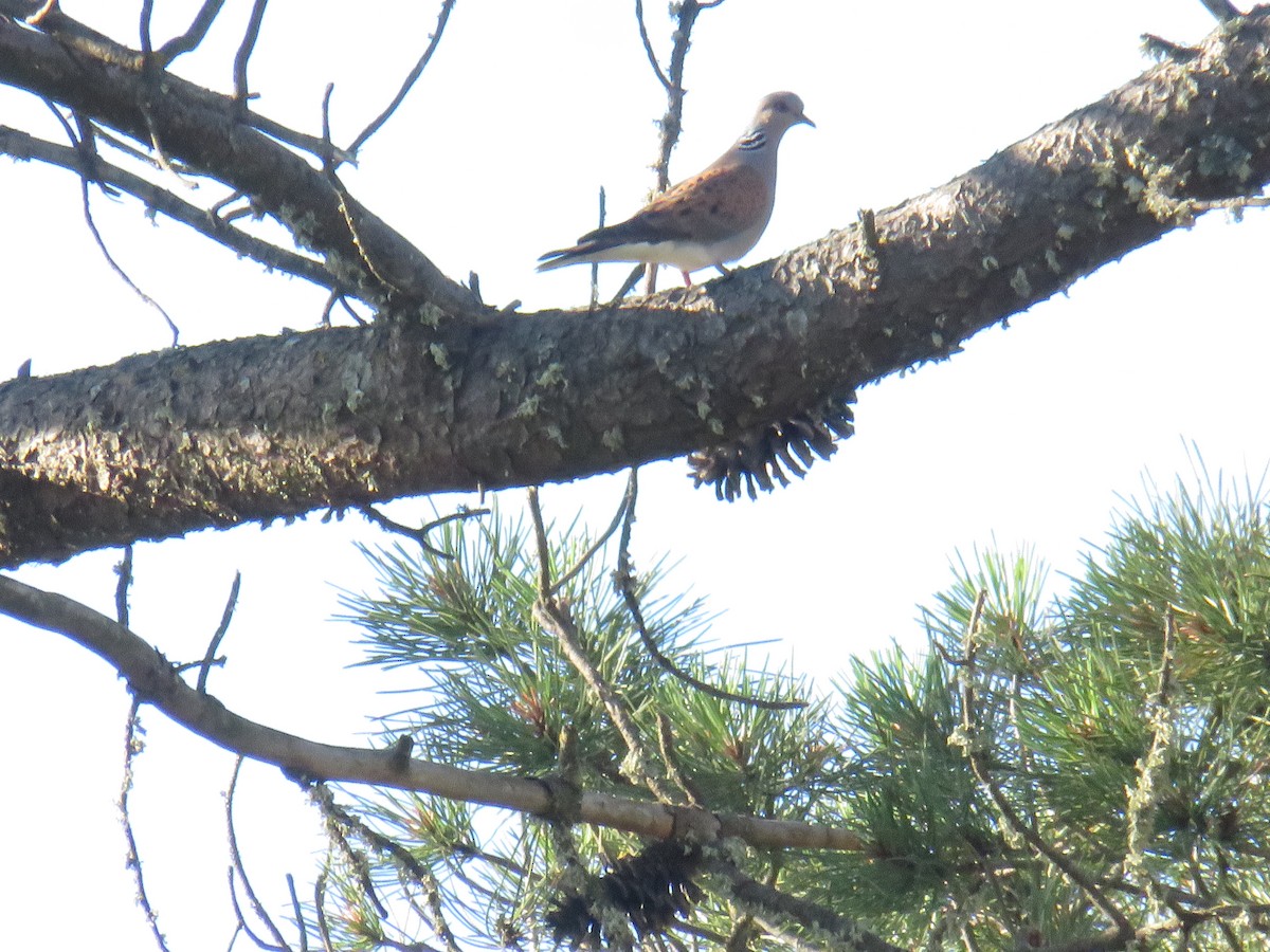 European Turtle-Dove - ML619491806