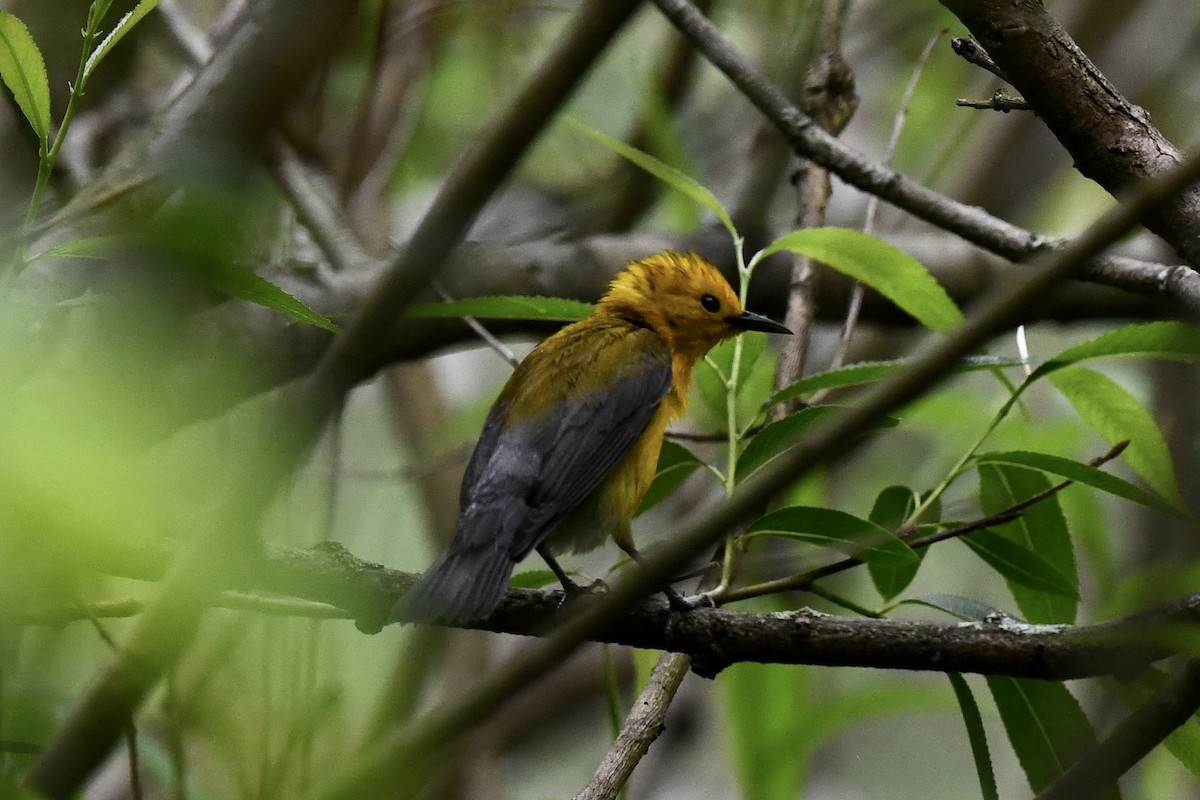 Prothonotary Warbler - Stephen Broker