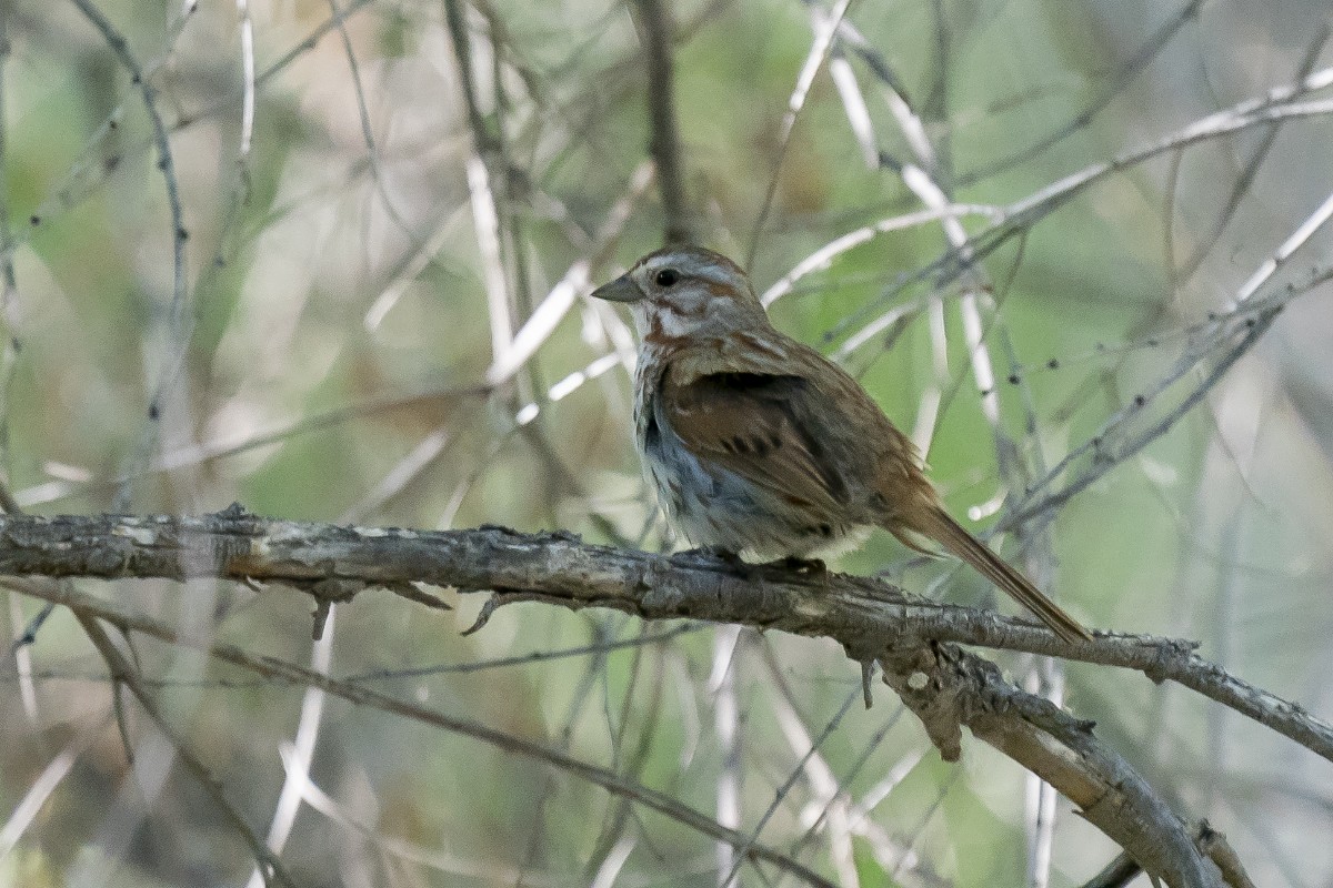 Song Sparrow - Slawomir Dabrowski