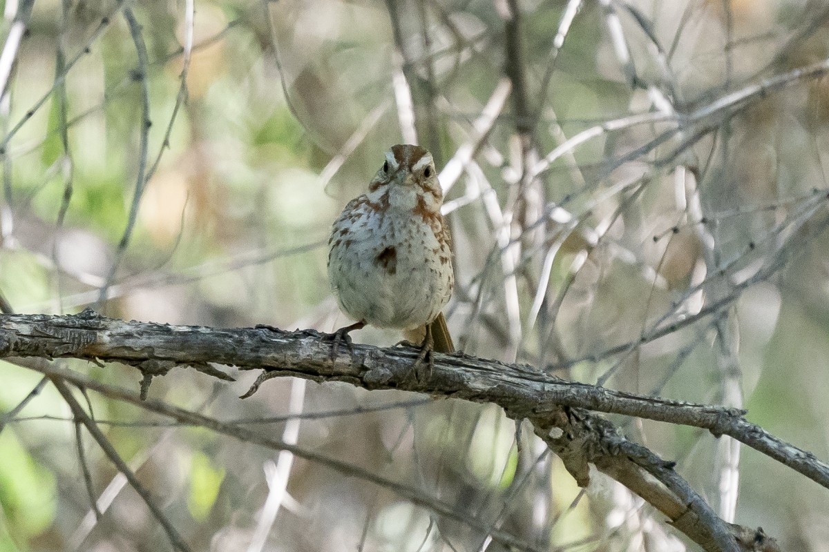 Song Sparrow - Slawomir Dabrowski