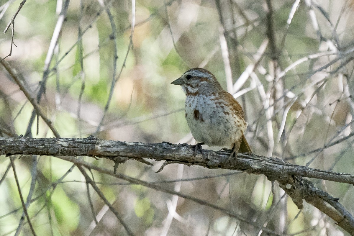 Song Sparrow - Slawomir Dabrowski