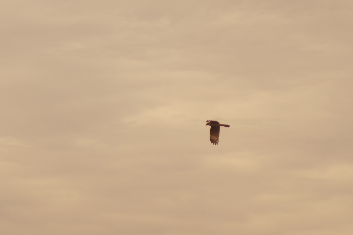 Chimango Caracara - Rodrigo Jorquera Gonzalez