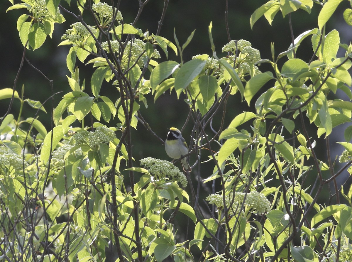 Golden-winged Warbler - Mary Backus