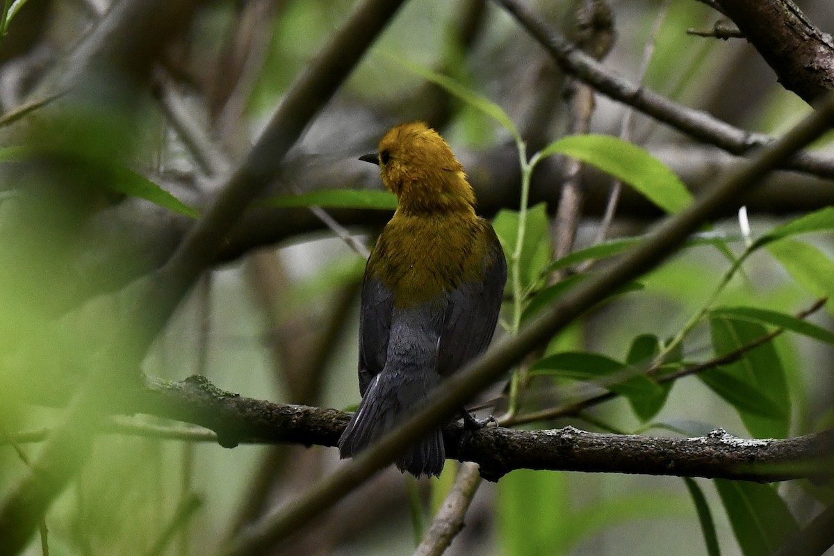 Prothonotary Warbler - Stephen Broker