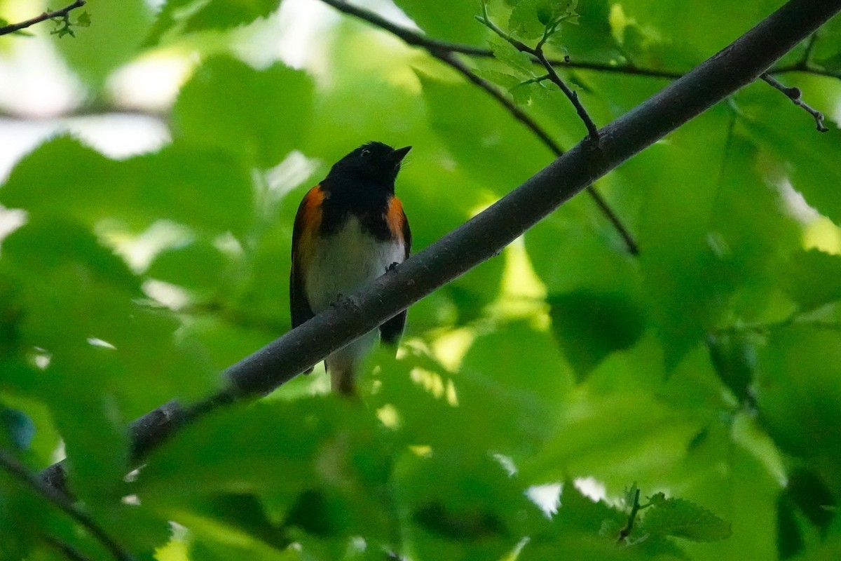 American Redstart - Steve Hampton