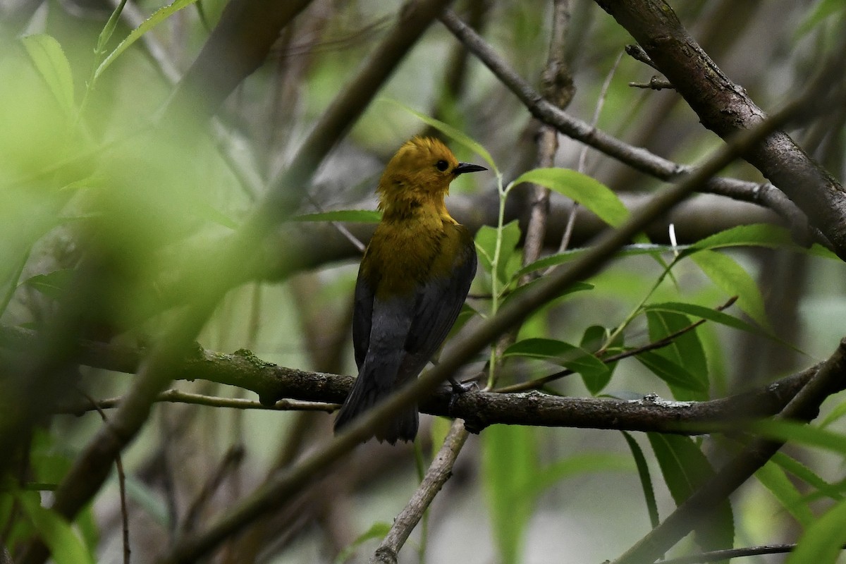 Prothonotary Warbler - Stephen Broker