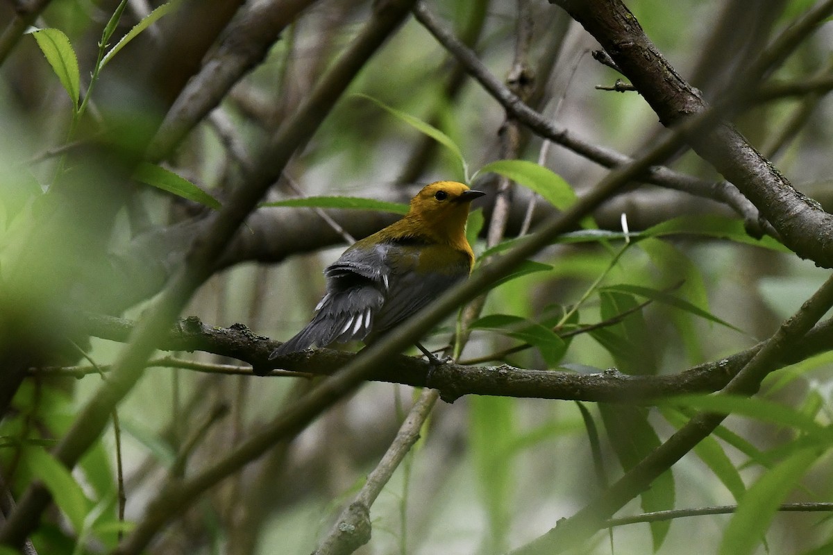 Prothonotary Warbler - Stephen Broker