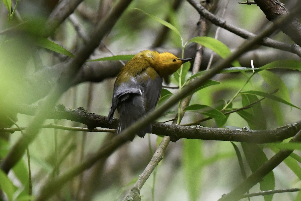 Prothonotary Warbler - Stephen Broker