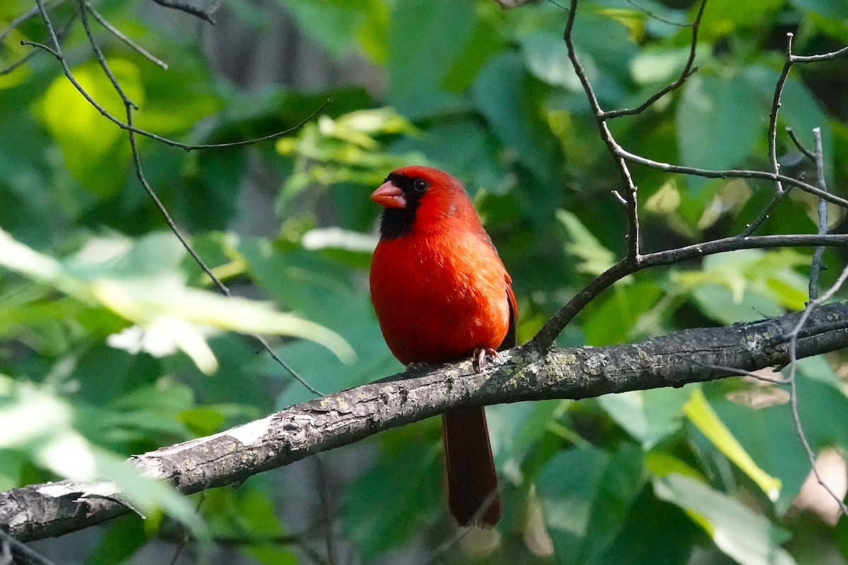 Northern Cardinal - Steve Hampton