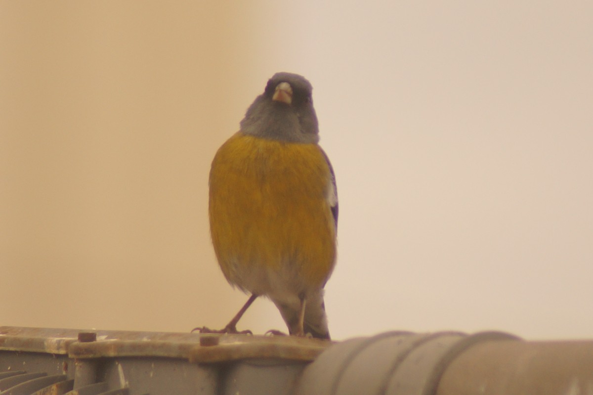 Gray-hooded Sierra Finch - Rodrigo Jorquera Gonzalez