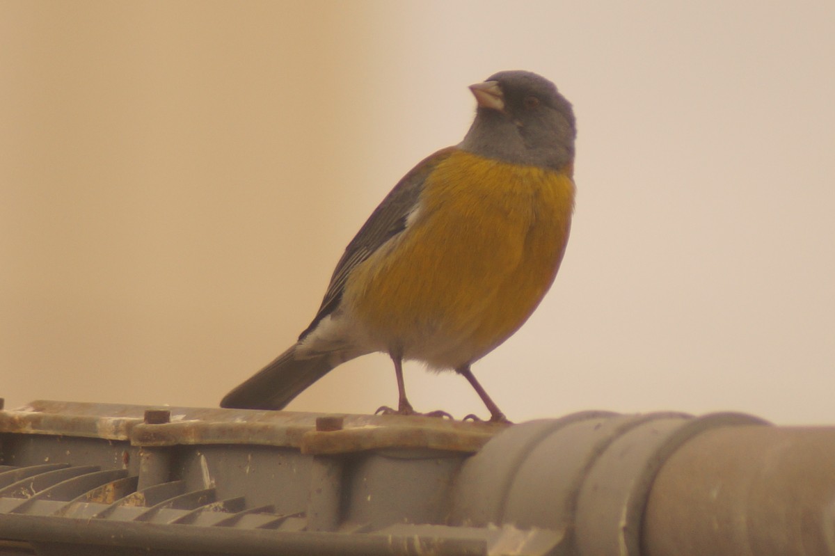 Gray-hooded Sierra Finch - Rodrigo Jorquera Gonzalez