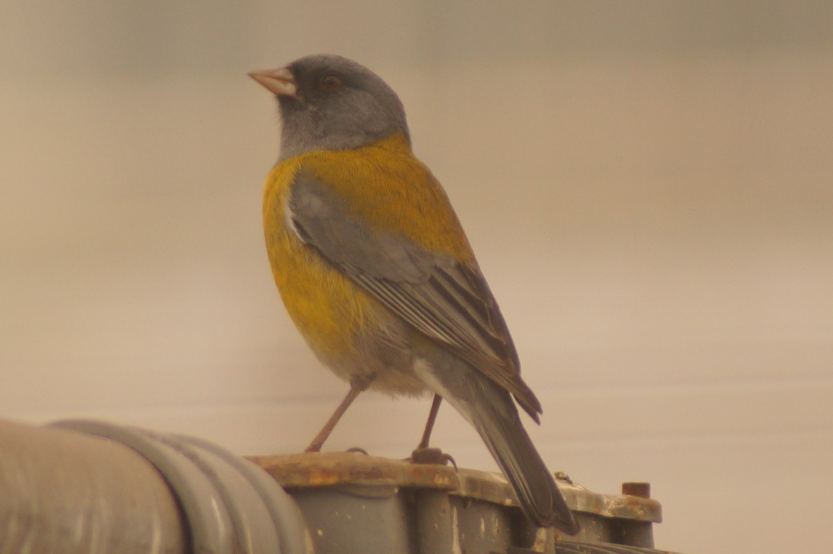 Gray-hooded Sierra Finch - Rodrigo Jorquera Gonzalez