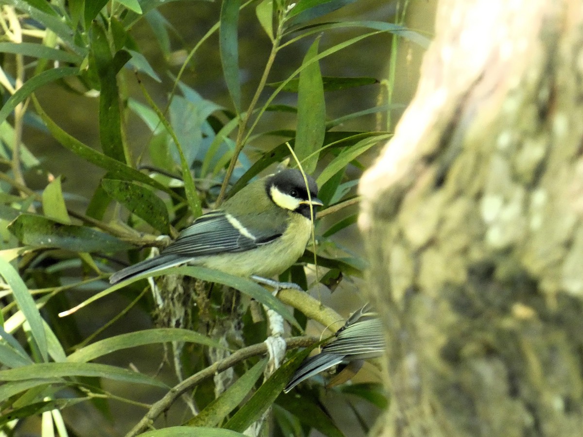 Great Tit - J. Carlos Alvar Cervinho