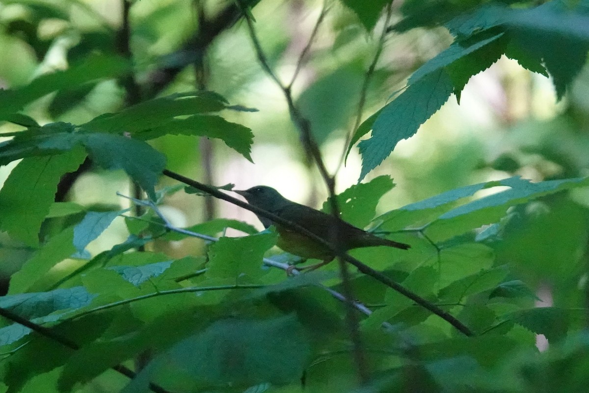 Mourning Warbler - Steve Hampton