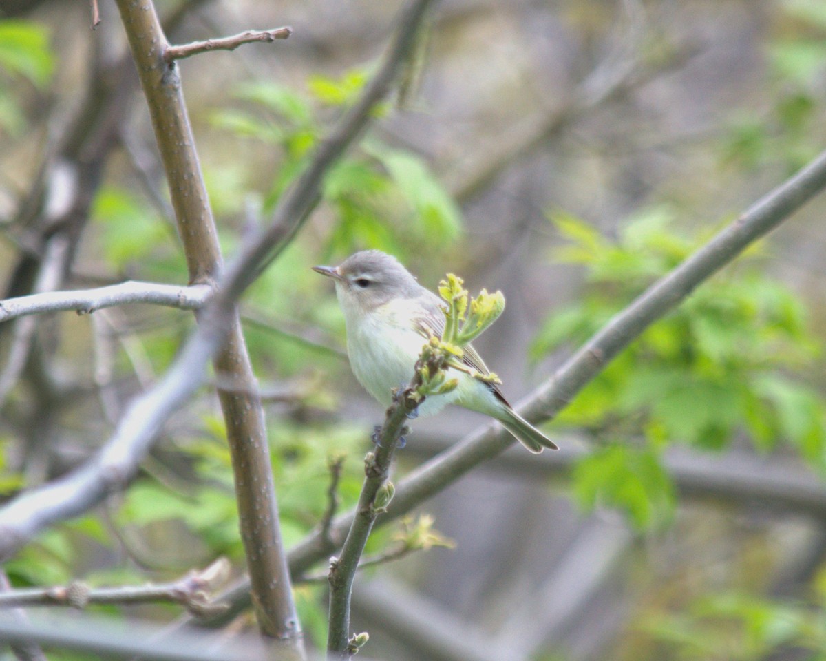 Eastern Warbling Vireo - ML619491864