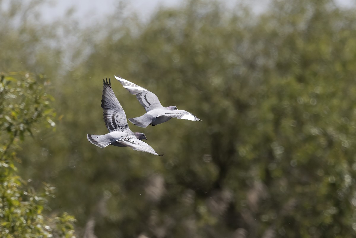 Rock Pigeon (Feral Pigeon) - Delfin Gonzalez