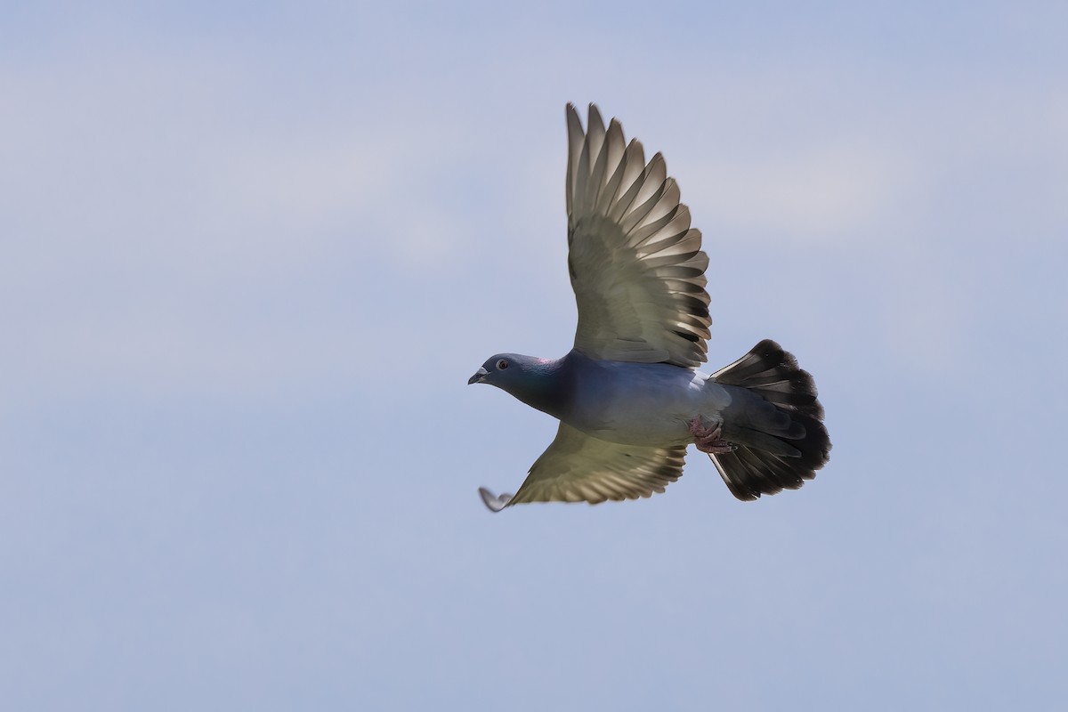 Rock Pigeon (Feral Pigeon) - Delfin Gonzalez