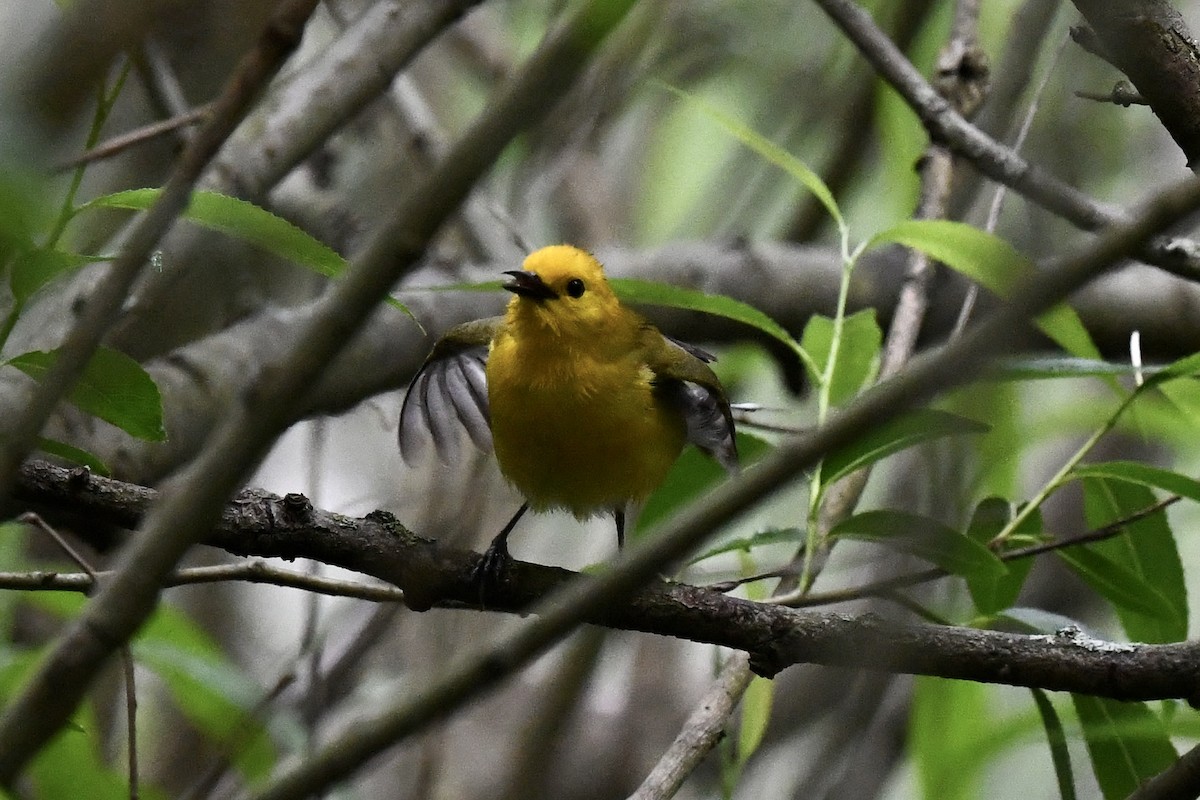 Prothonotary Warbler - Stephen Broker