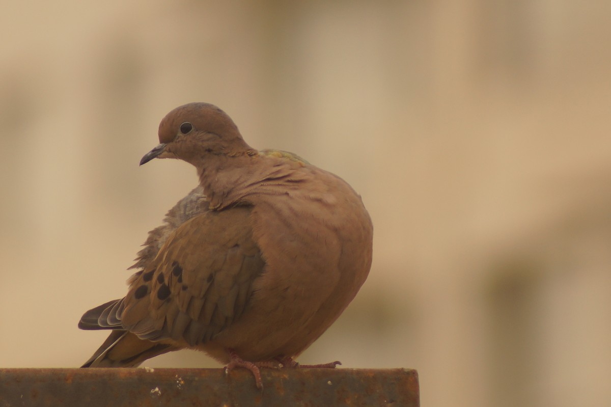 Eared Dove - Rodrigo Jorquera Gonzalez