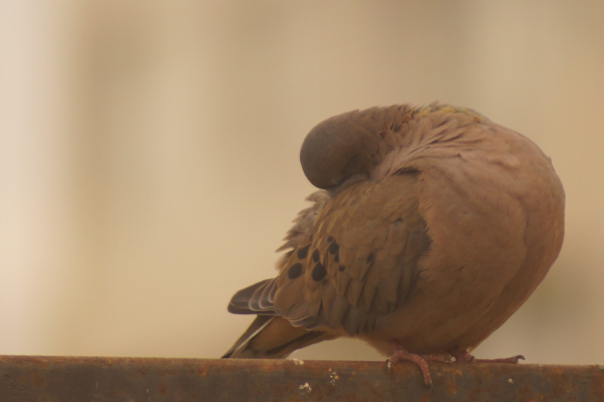 Eared Dove - Rodrigo Jorquera Gonzalez