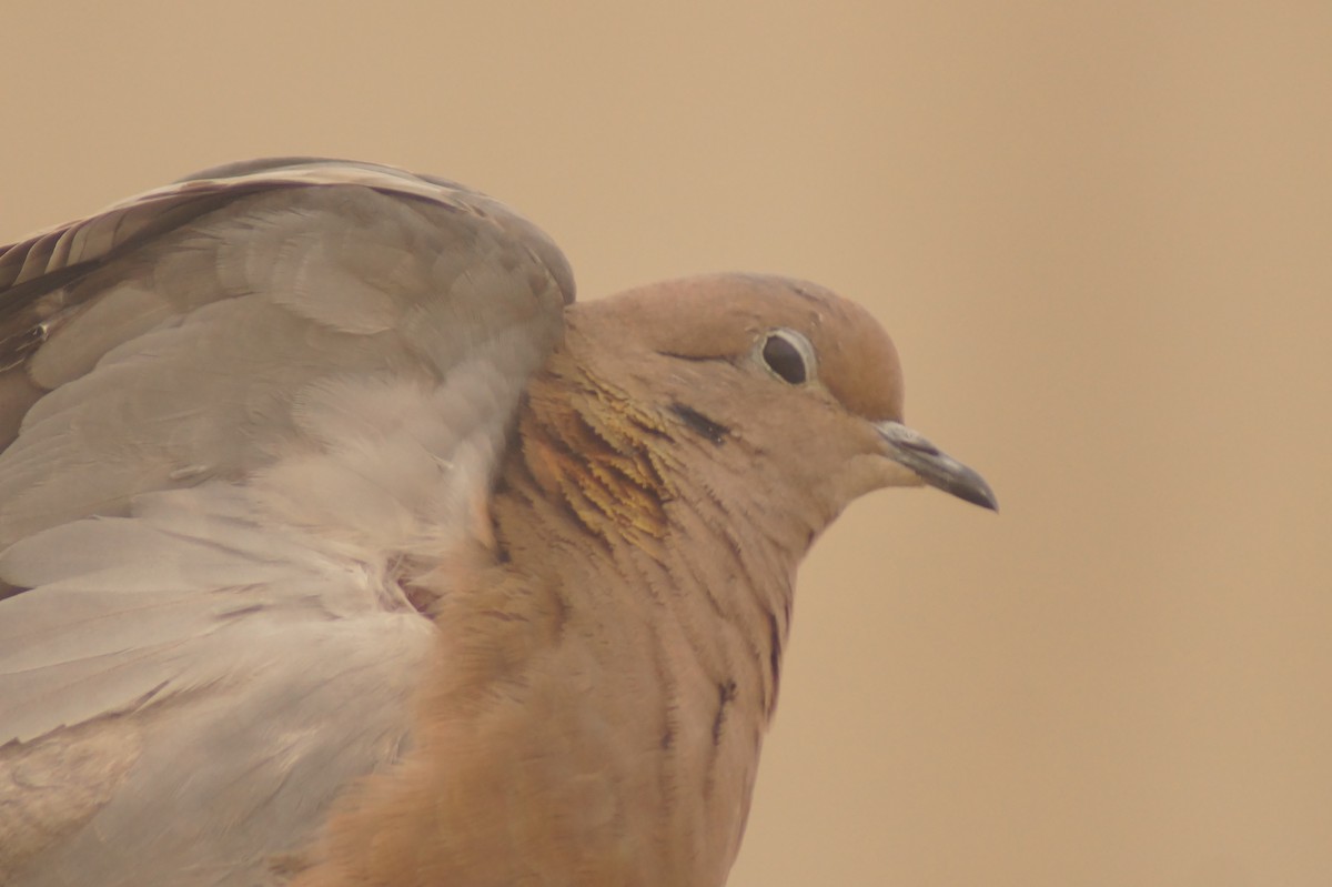 Eared Dove - Rodrigo Jorquera Gonzalez