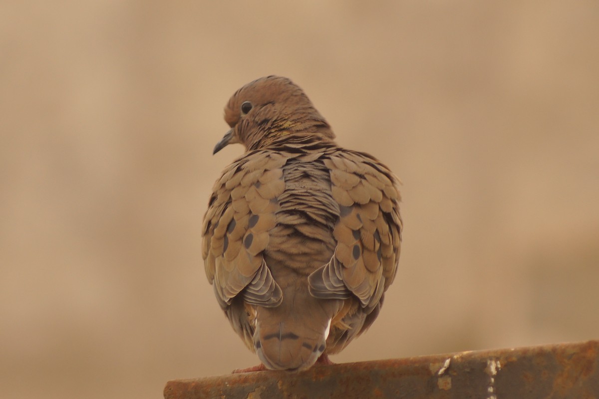 Eared Dove - Rodrigo Jorquera Gonzalez