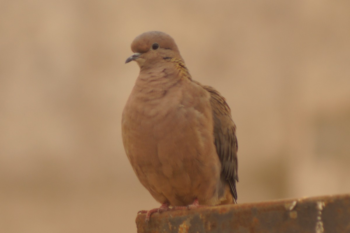 Eared Dove - Rodrigo Jorquera Gonzalez