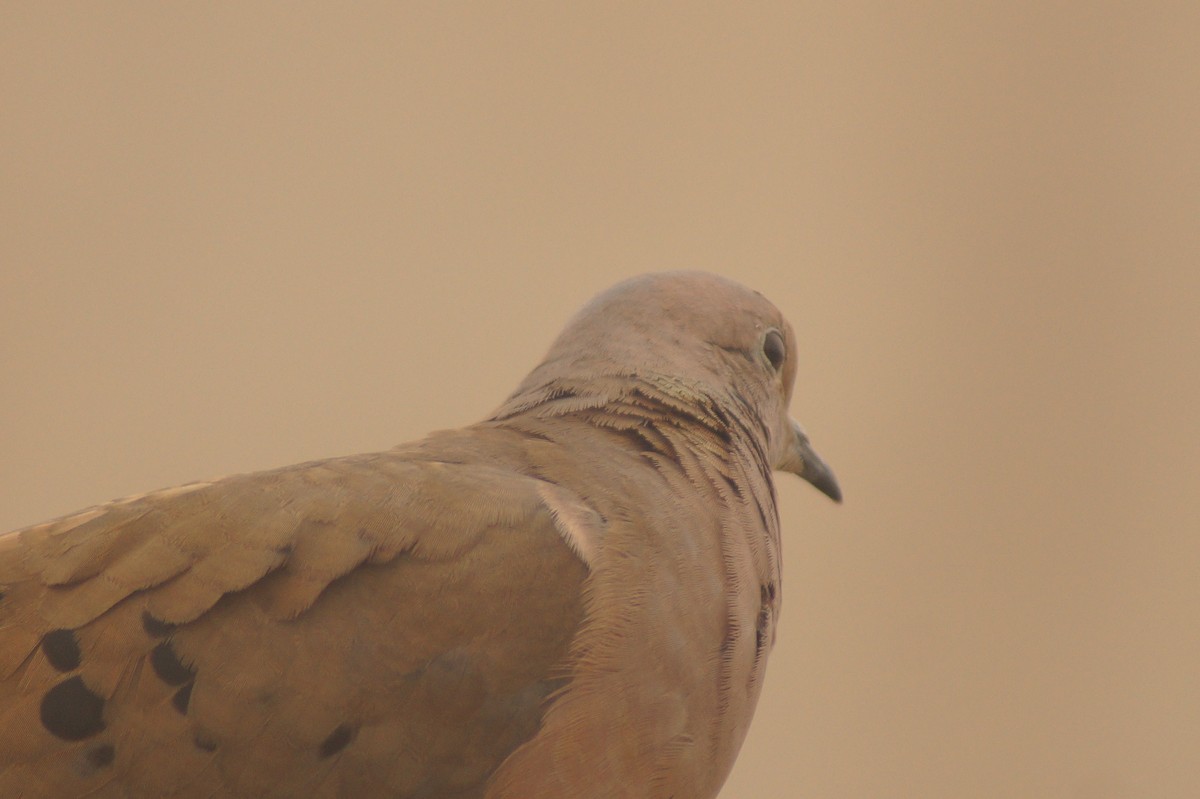 Eared Dove - Rodrigo Jorquera Gonzalez