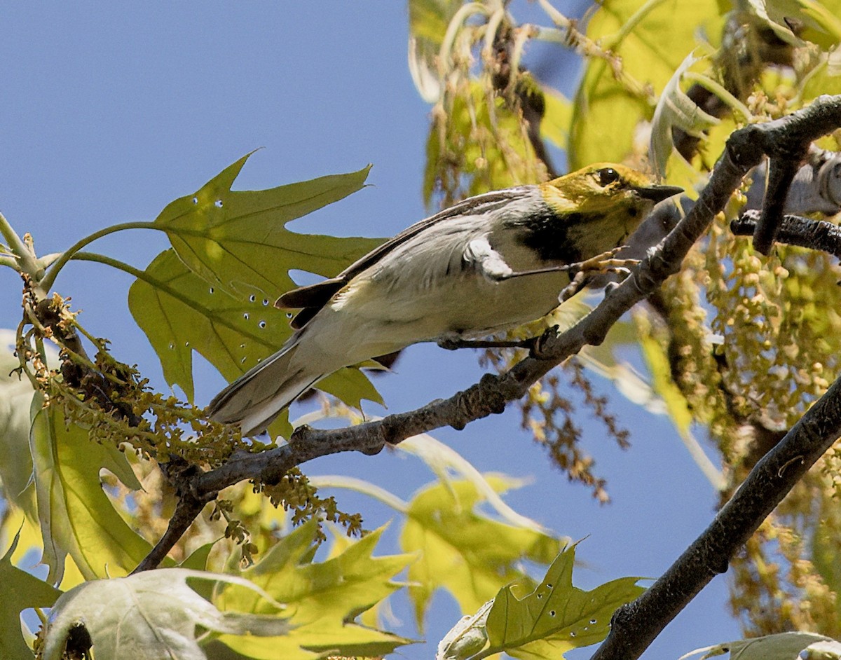 Black-throated Green Warbler - Mass Audubon North Shore