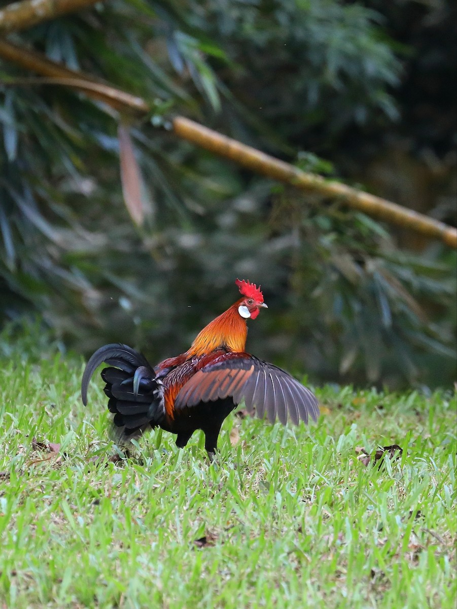 Red Junglefowl - ML619491887