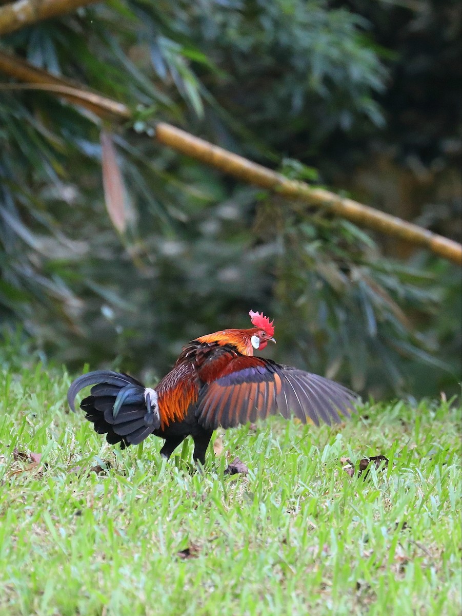 Red Junglefowl - Matthias Alberti