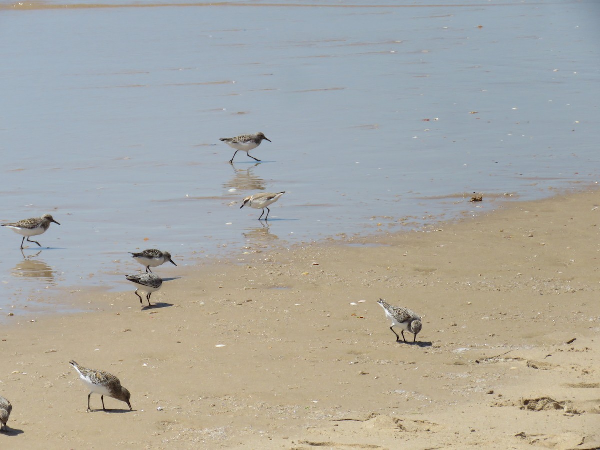 Kentish Plover - Miguel  Berkemeier