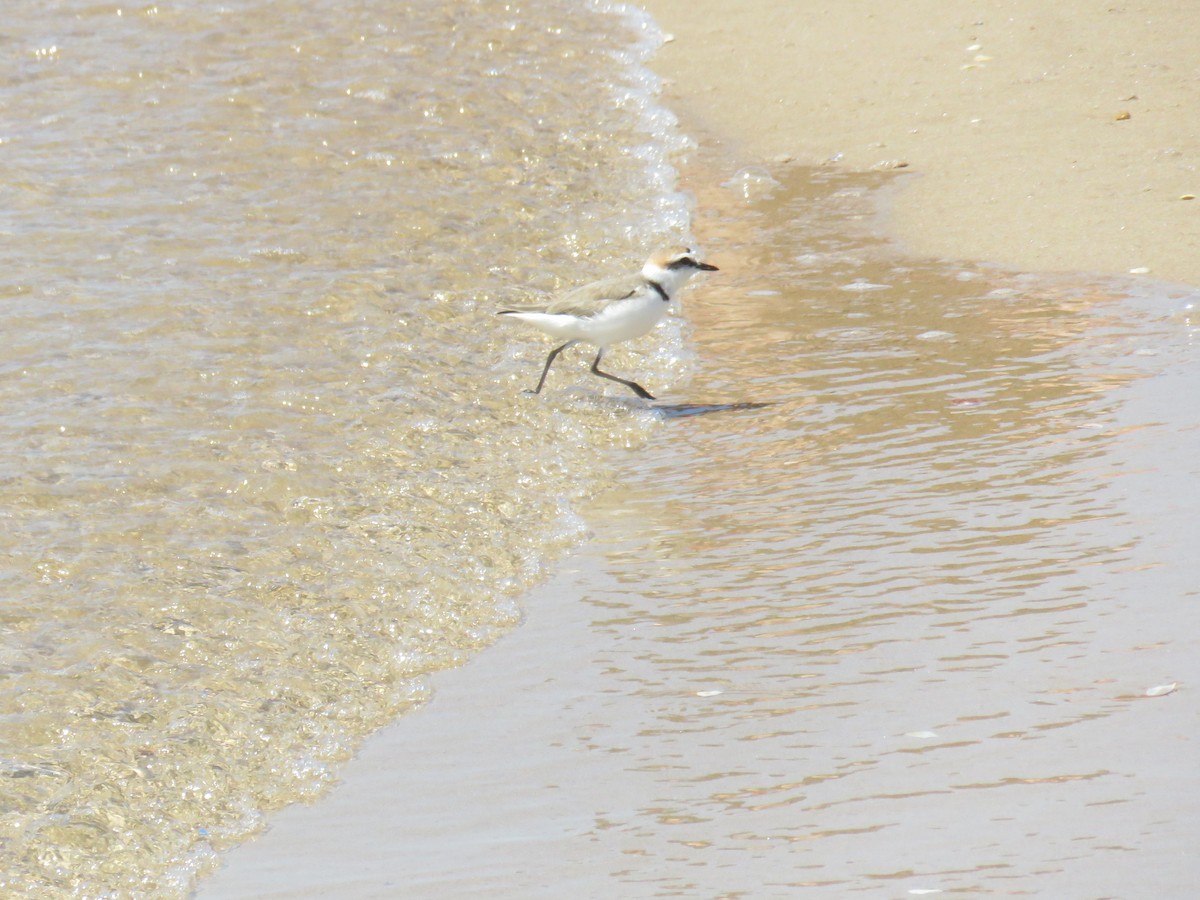 Kentish Plover - Miguel  Berkemeier