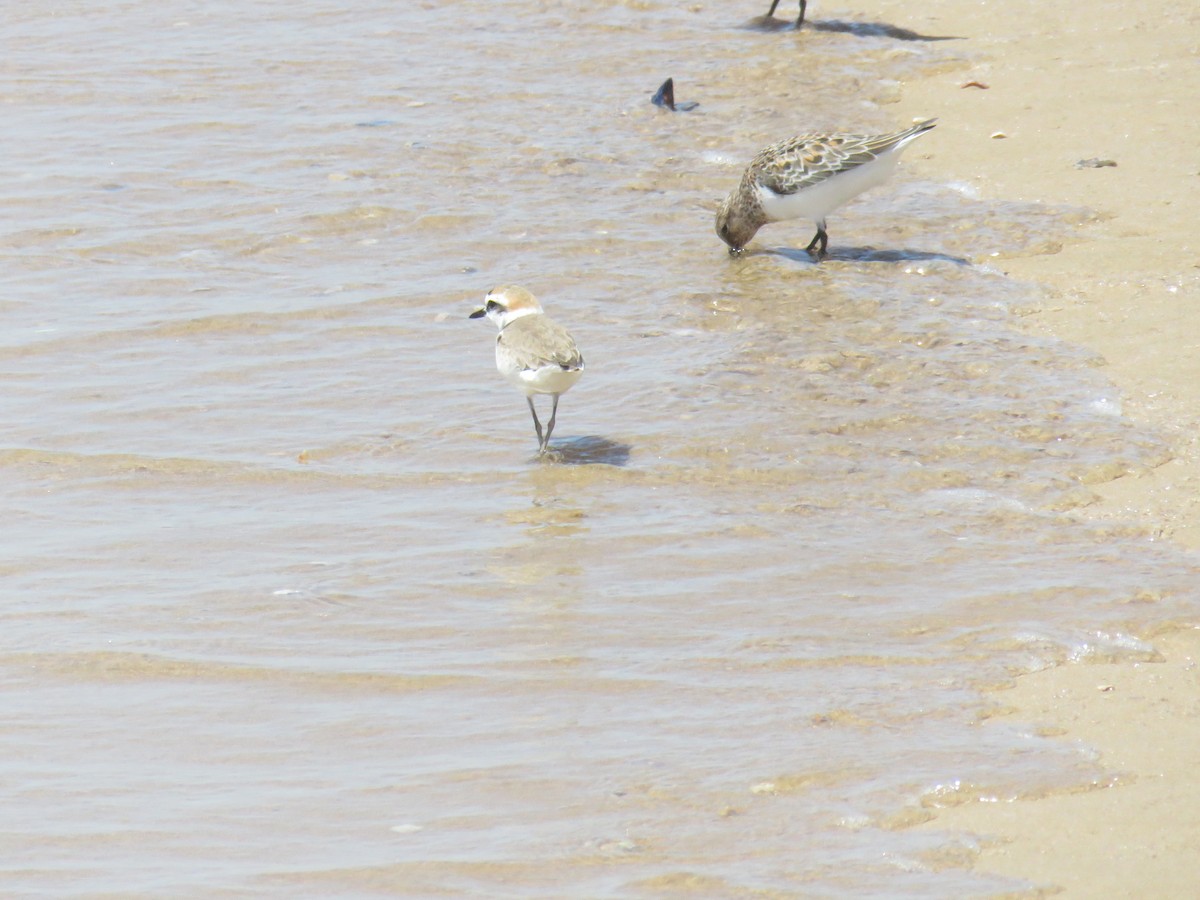 Kentish Plover - Miguel  Berkemeier