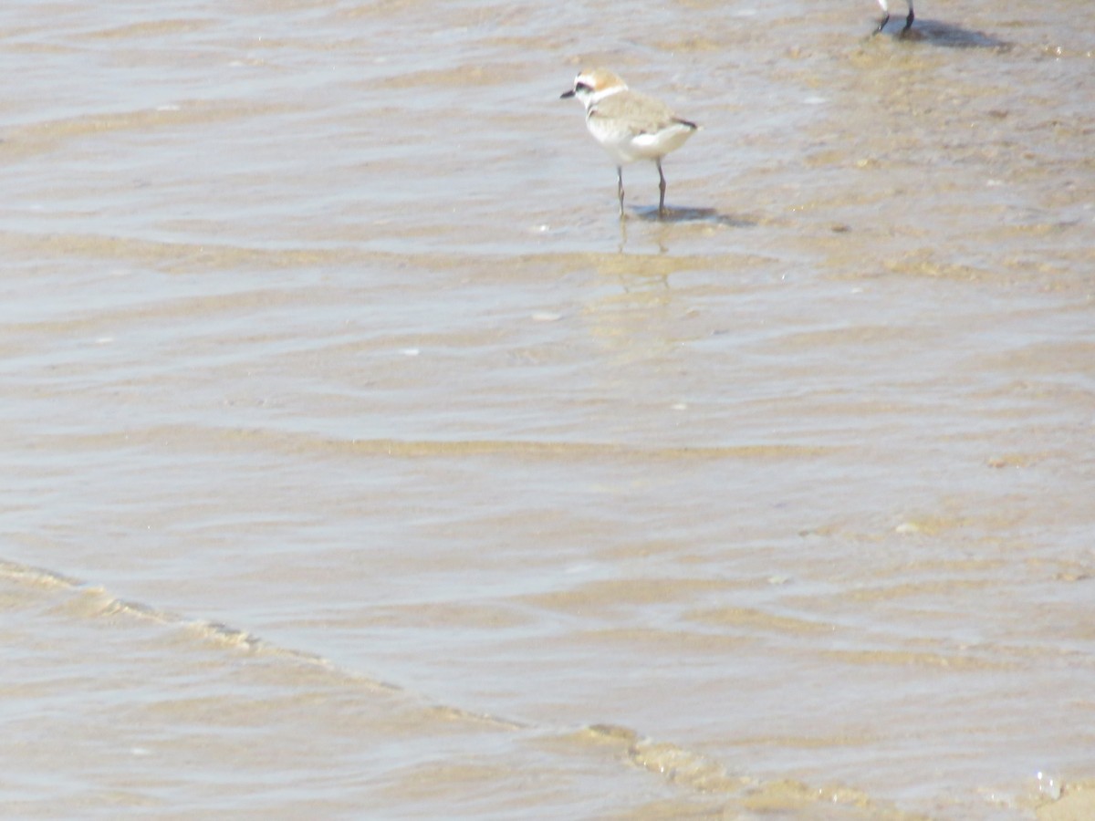 Kentish Plover - Miguel  Berkemeier