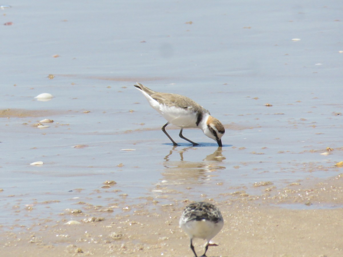 Kentish Plover - ML619491909