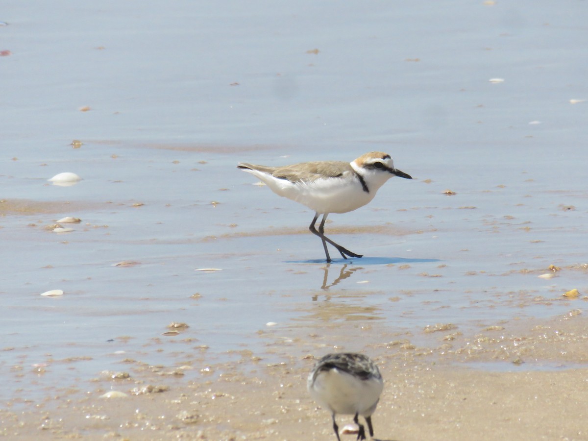 Kentish Plover - Miguel  Berkemeier