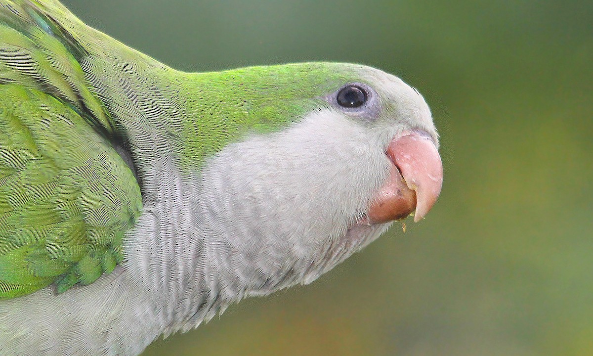 Monk Parakeet - ML619491914