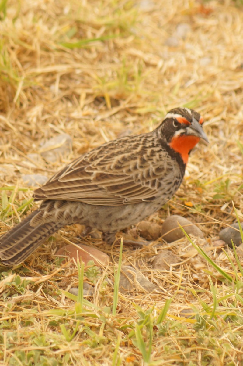 Long-tailed Meadowlark - Rodrigo Jorquera Gonzalez