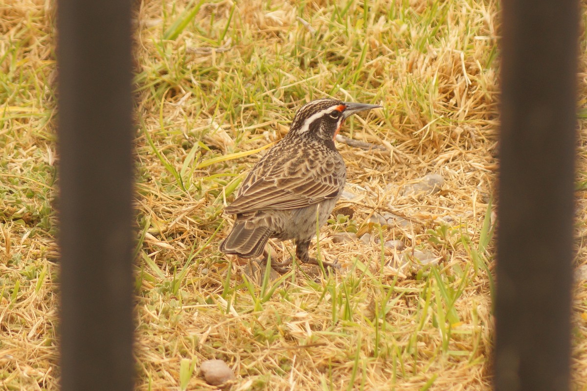 Long-tailed Meadowlark - Rodrigo Jorquera Gonzalez