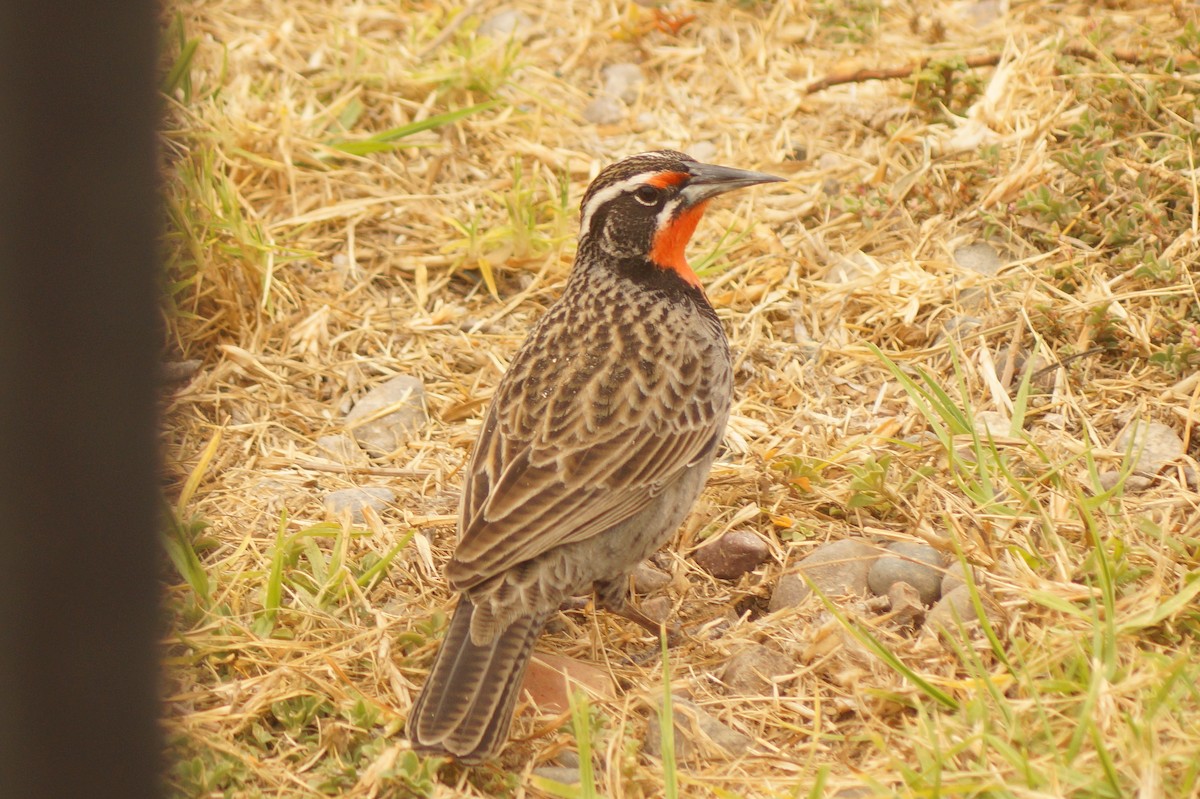 Long-tailed Meadowlark - Rodrigo Jorquera Gonzalez