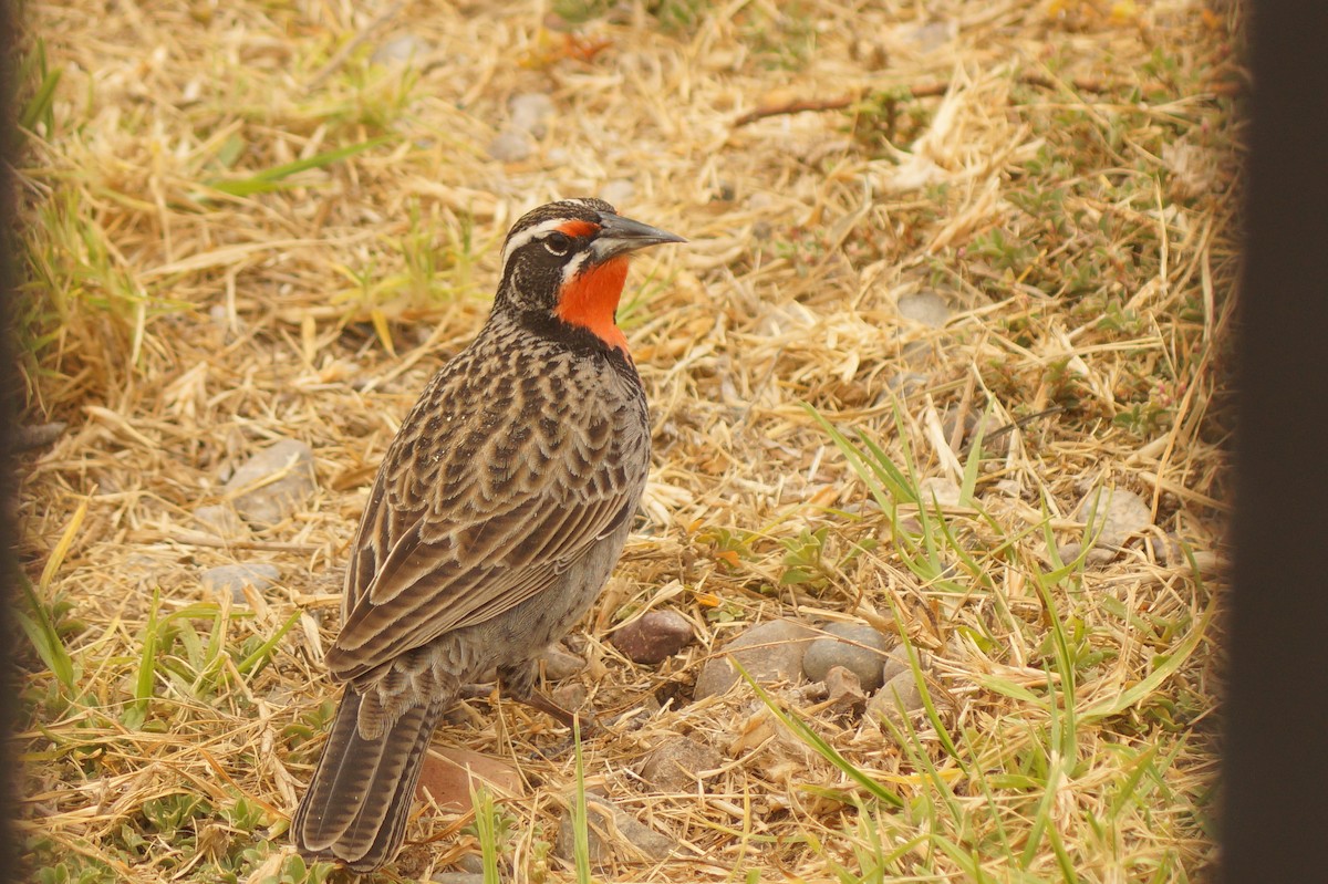 Long-tailed Meadowlark - Rodrigo Jorquera Gonzalez